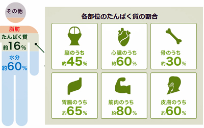 プロテイン2号の2号 | ＡＬＬ ＤＡＹＳ☆夏休み